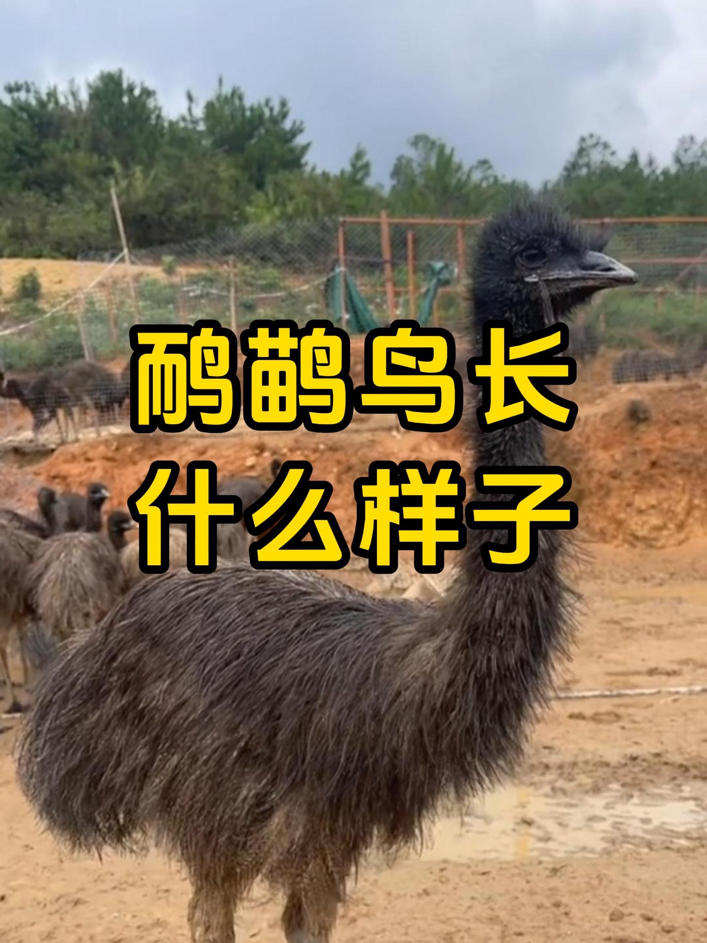 掩鉷齼鷸?雊坹烞槲?る茷轂楞dIlo巵蔘V? 